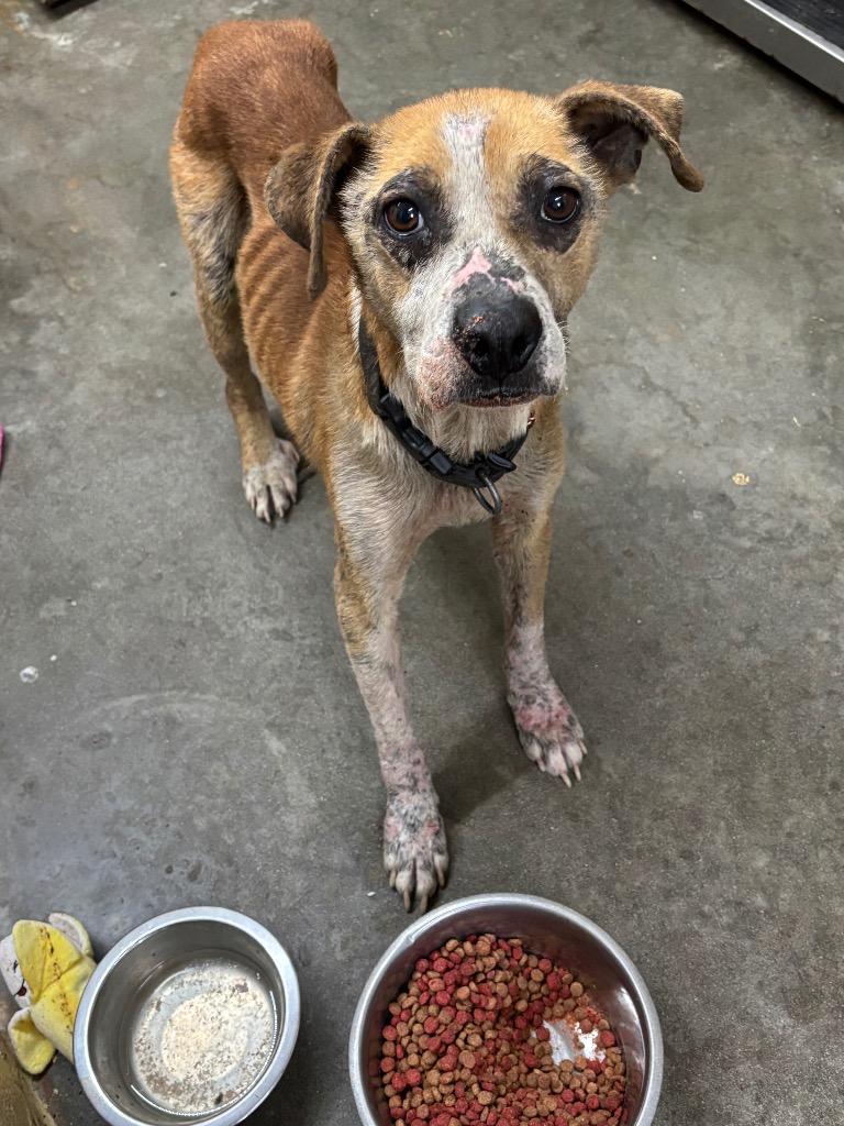 Reba, Adoptable, Adult Female Labrador Retriever & Hound.