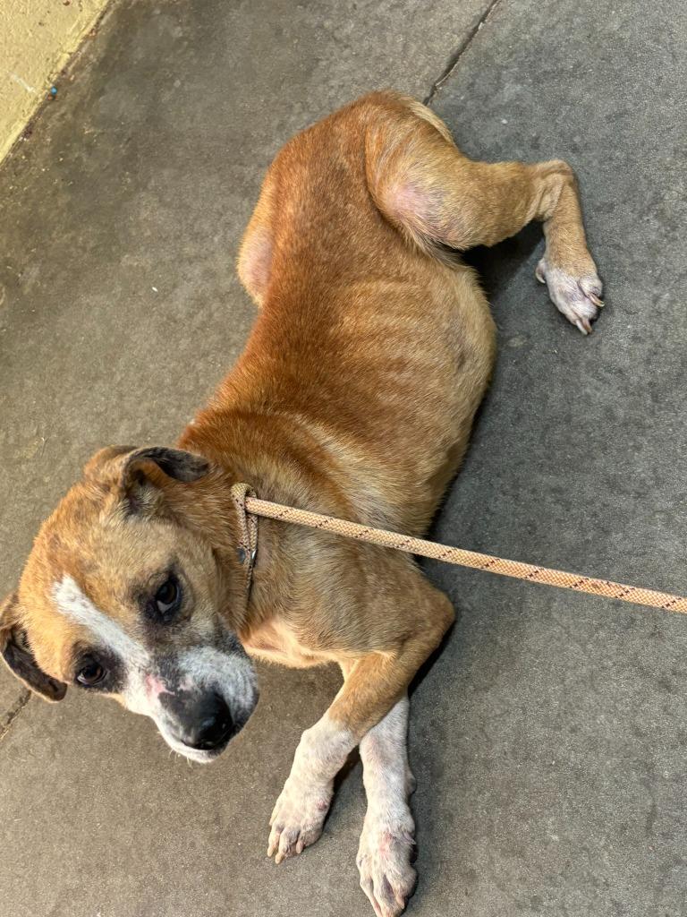 Enlarge Reba, a Adoptable mixed breed in Swainsboro, GA image 2/4