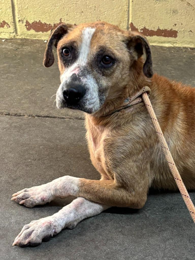 Enlarge Reba, a Adoptable mixed breed in Swainsboro, GA image 3/4