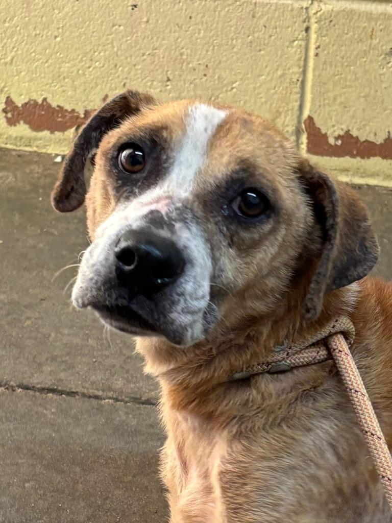 Enlarge Reba, a Adoptable mixed breed in Swainsboro, GA image 4/4