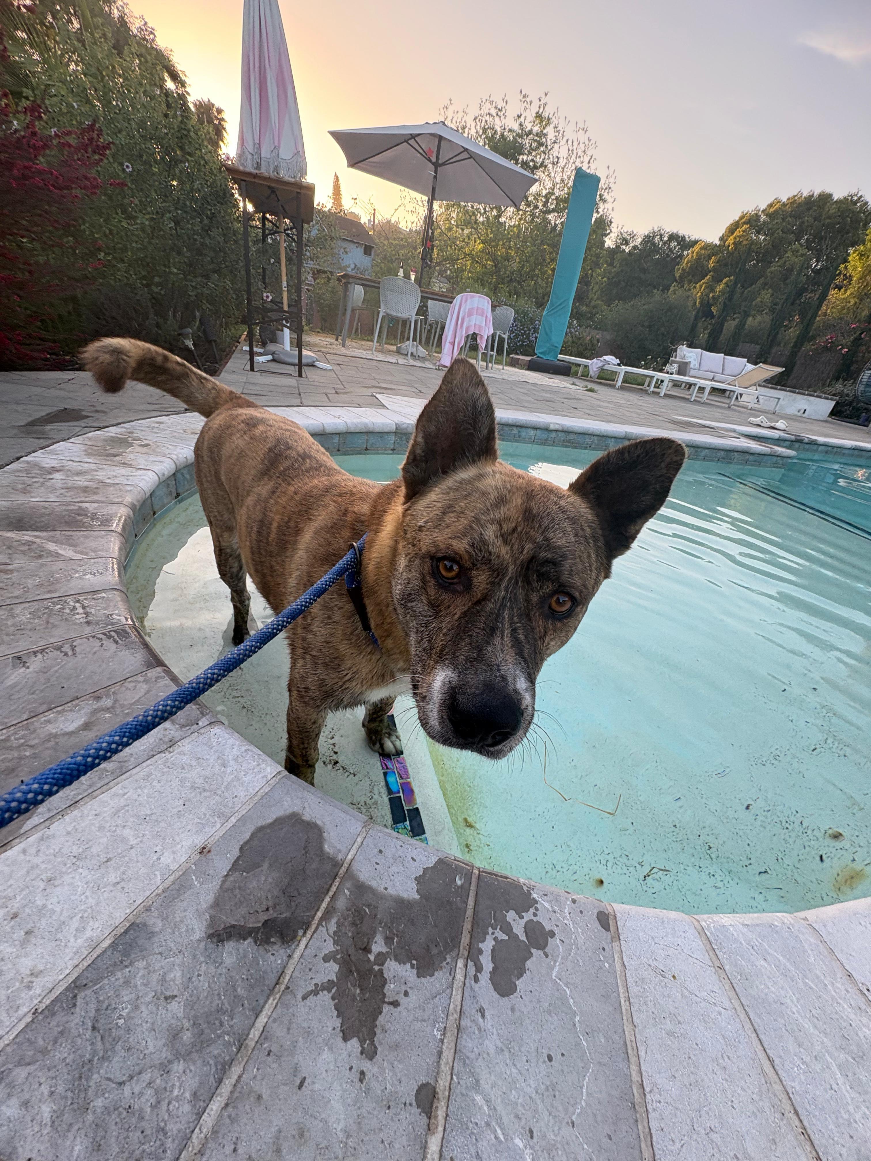 Enlarge Tigger, a ADOPTABLE mixed breed in San Diego, CA image 5/6