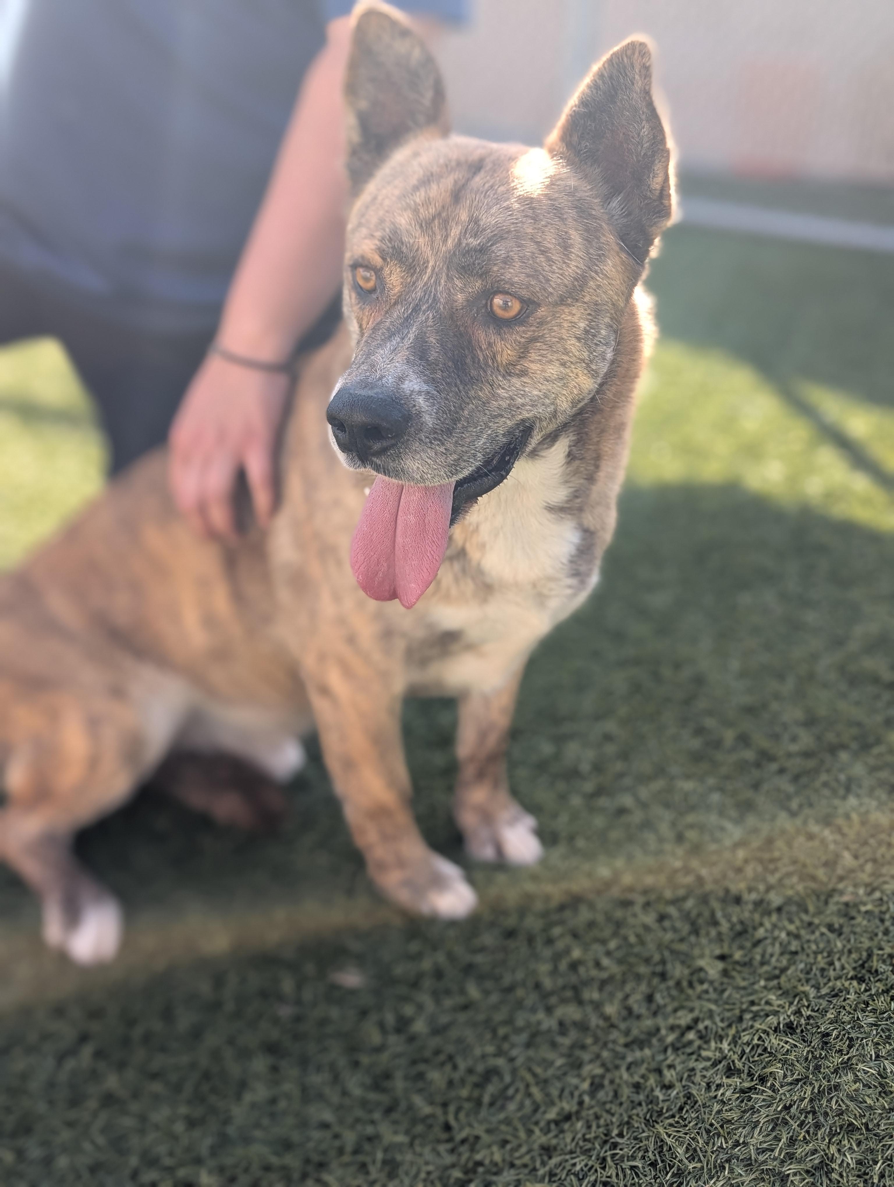 Enlarge Tigger, a ADOPTABLE mixed breed in San Diego, CA image 2/6