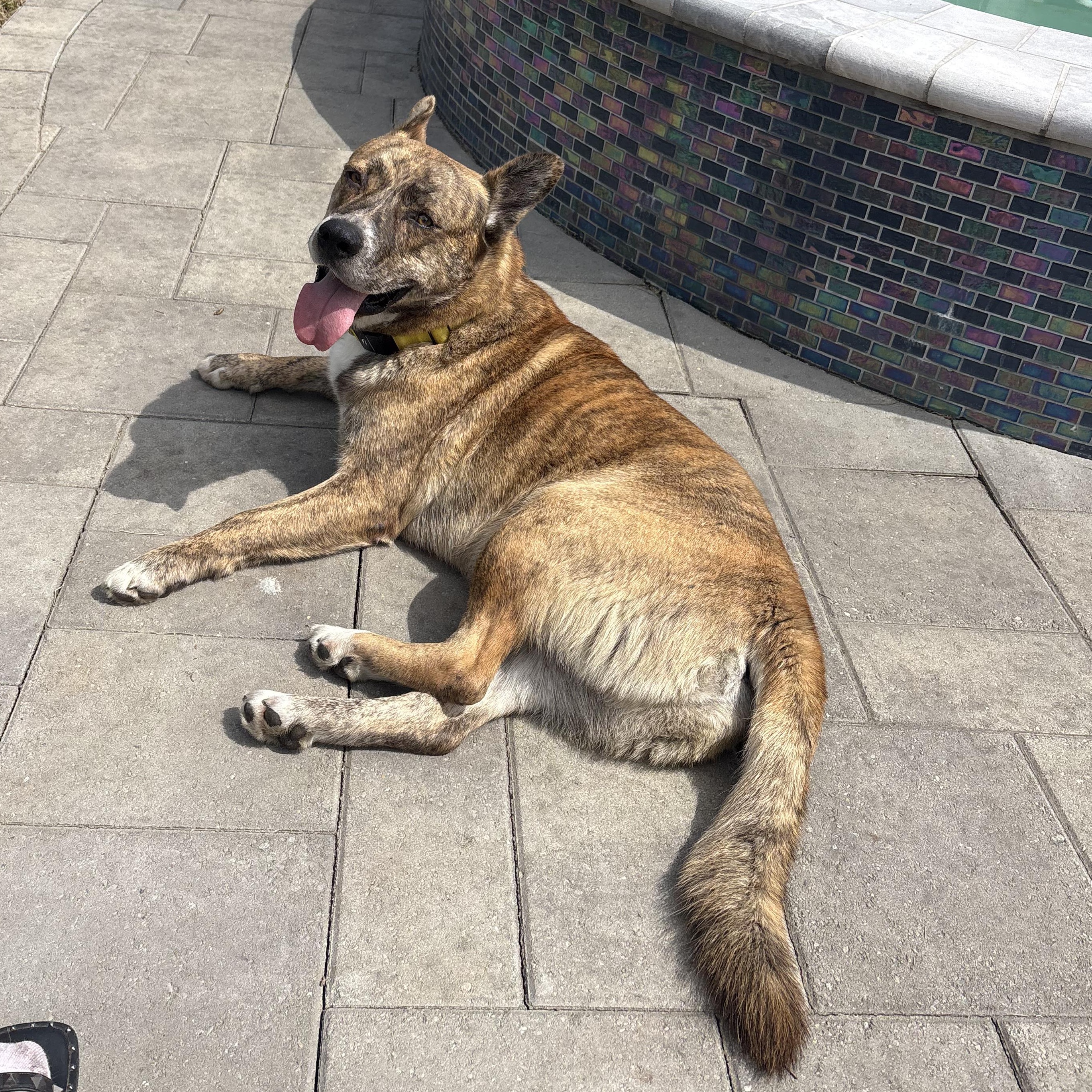 Enlarge Tigger, an adopted mixed breed in La Mesa, CA image 3/6