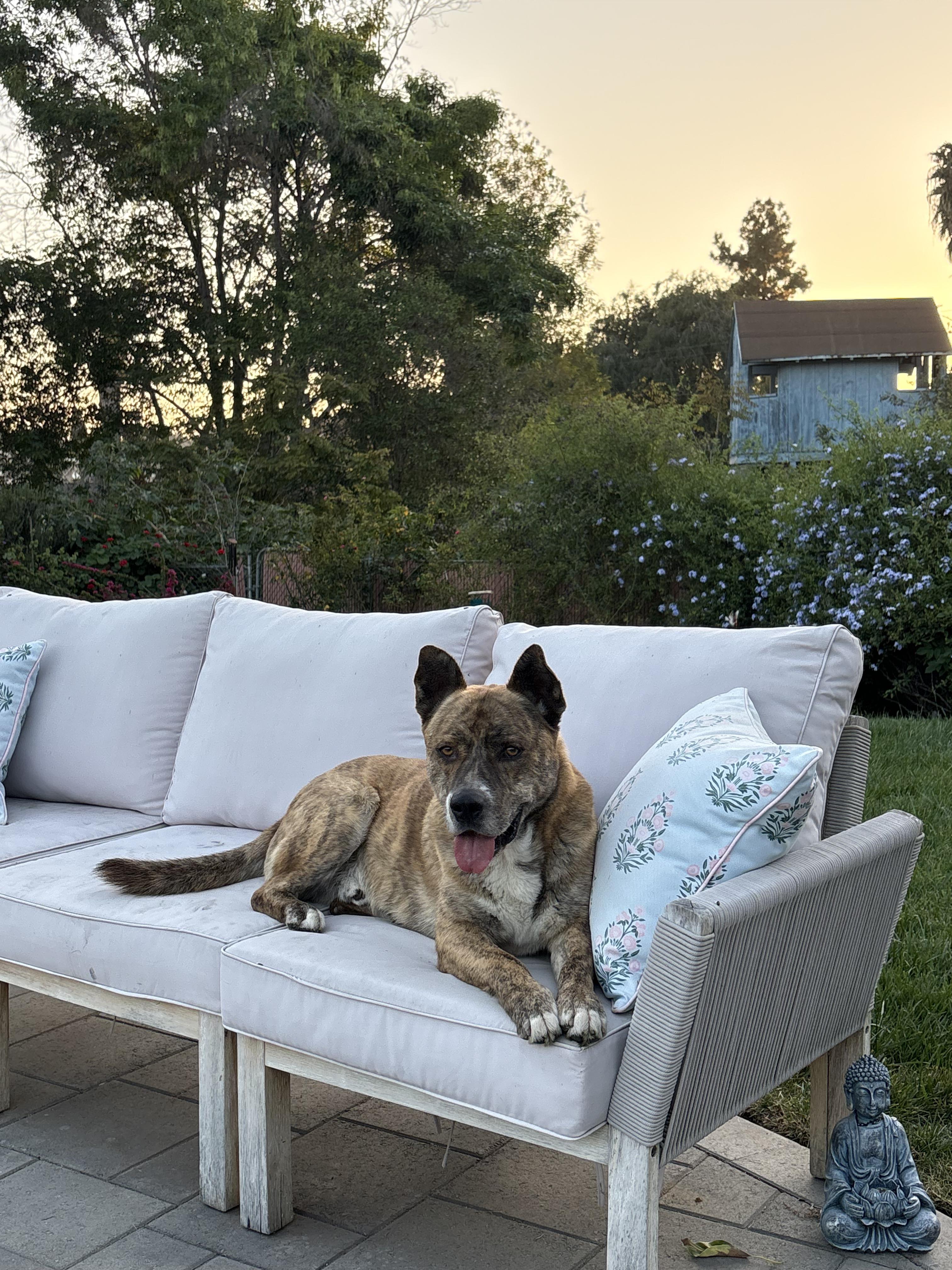 Enlarge Tigger, a ADOPTABLE mixed breed in San Diego, CA image 3/6