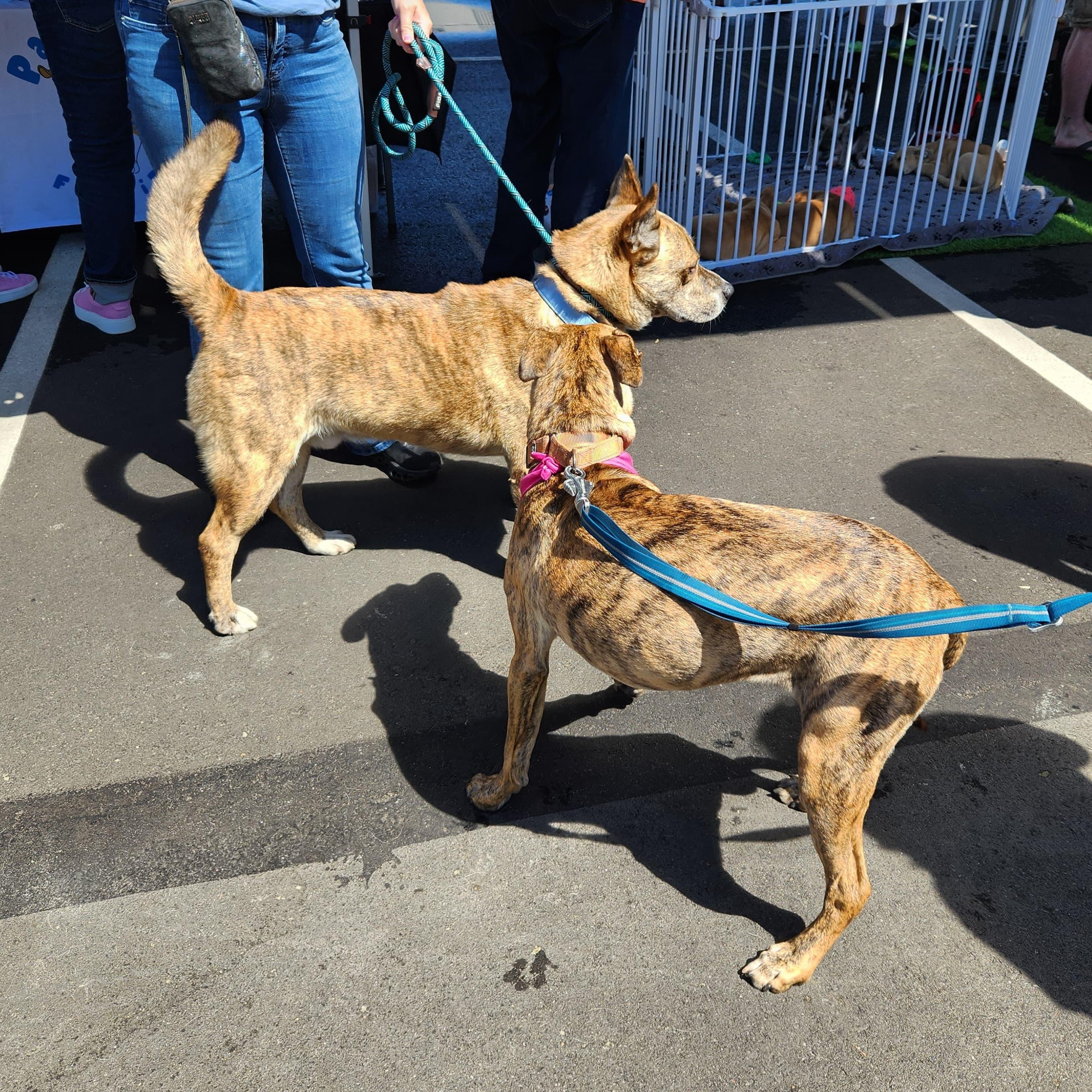 Enlarge Tigger, an adopted mixed breed in La Mesa, CA image 2/6