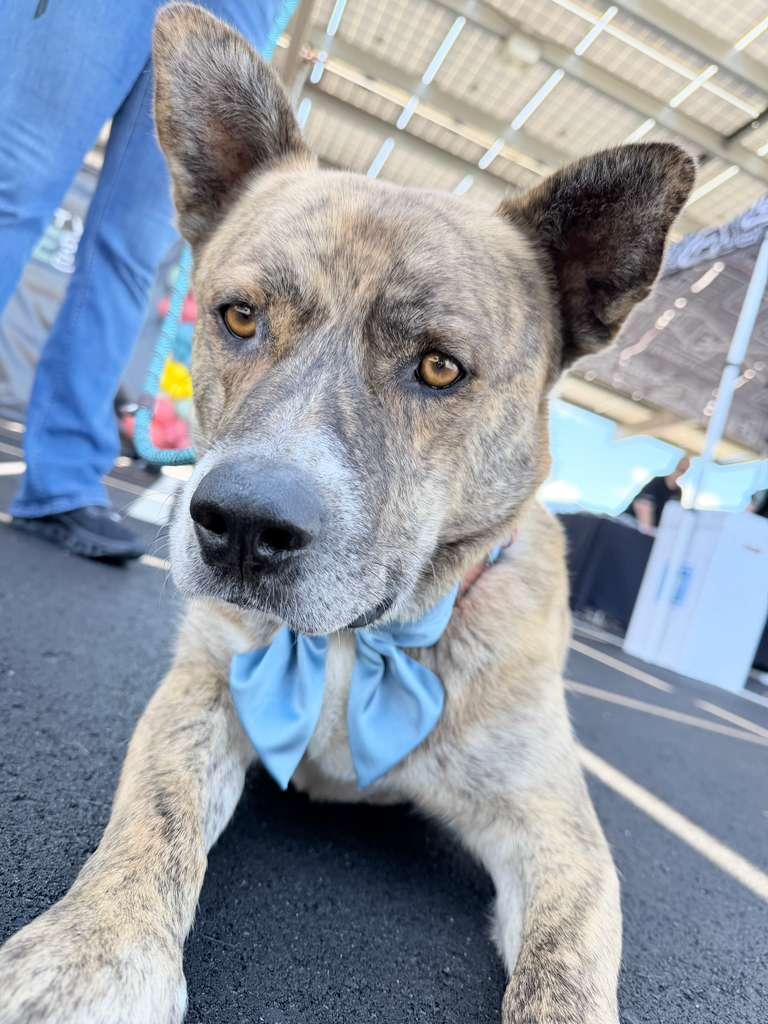 Tigger, adopted, Young Male Shepherd & Pit Bull Terrier.