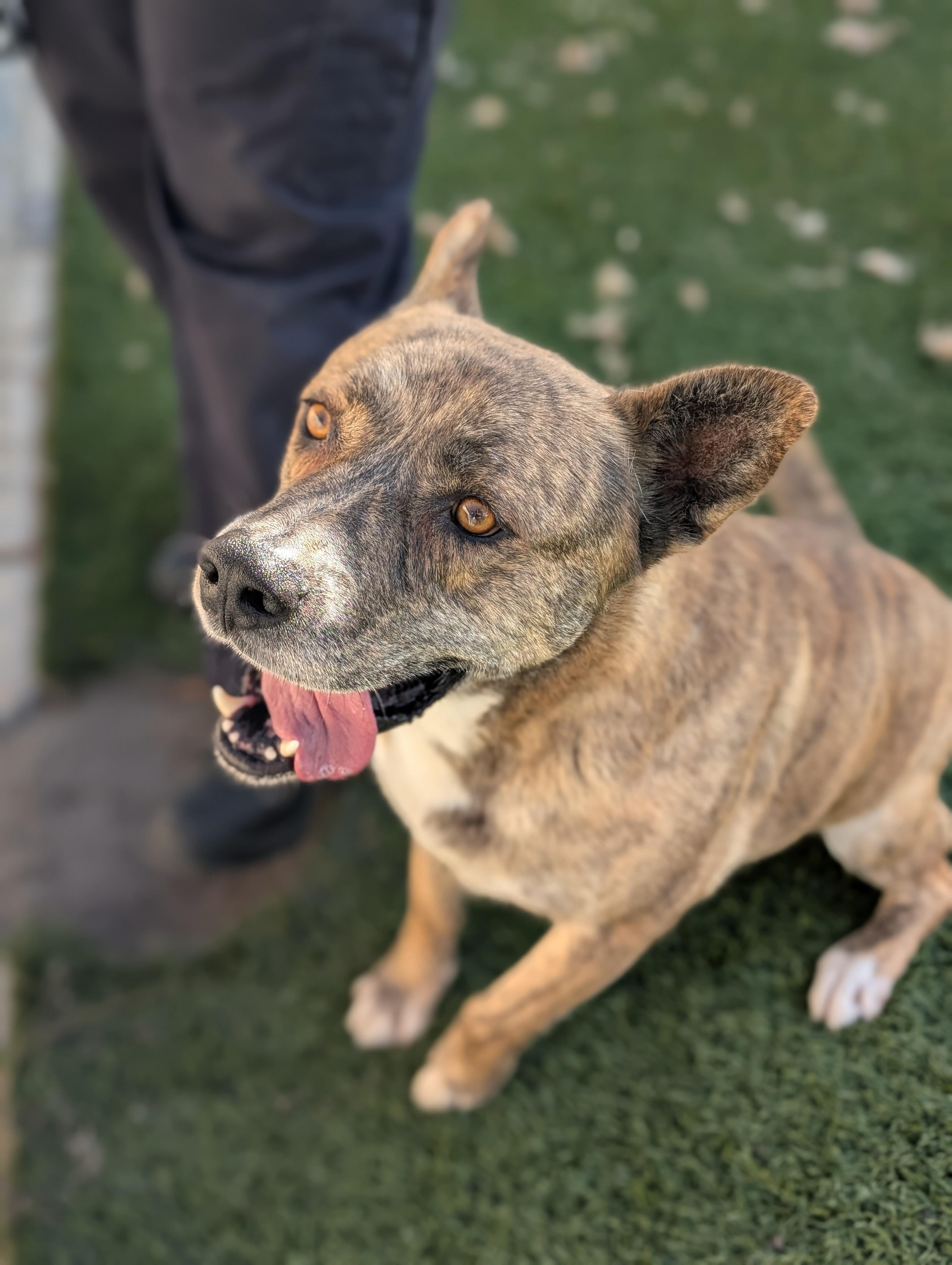 Tigger, ADOPTABLE, Young Male Shepherd & Pit Bull Terrier.