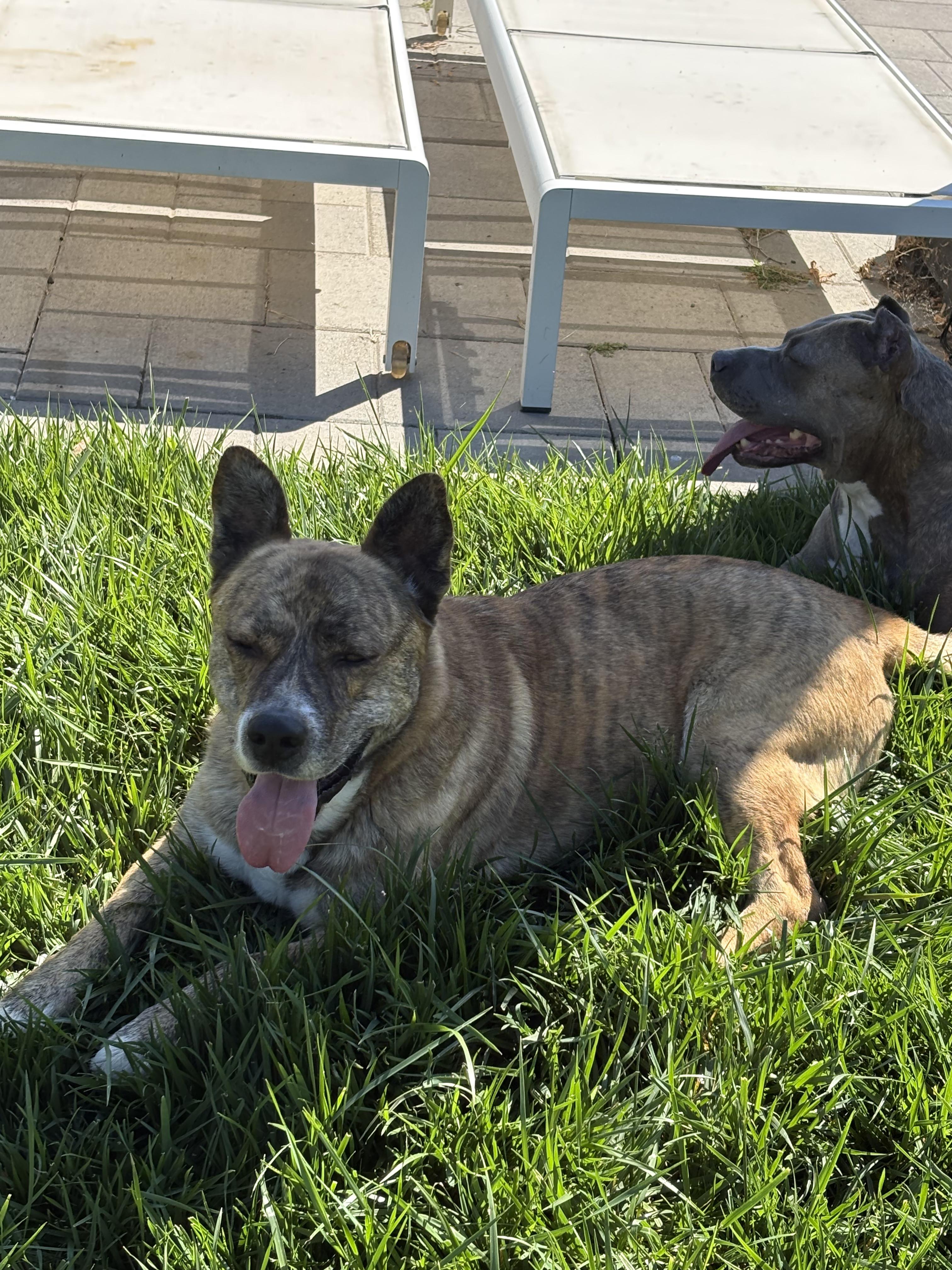 Enlarge Tigger, a ADOPTABLE mixed breed in San Diego, CA image 4/6