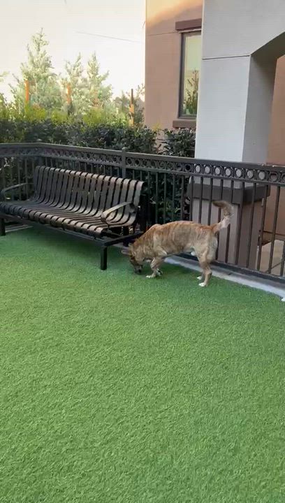 Enlarge Tigger, a ADOPTABLE mixed breed in San Diego, CA video 6/6