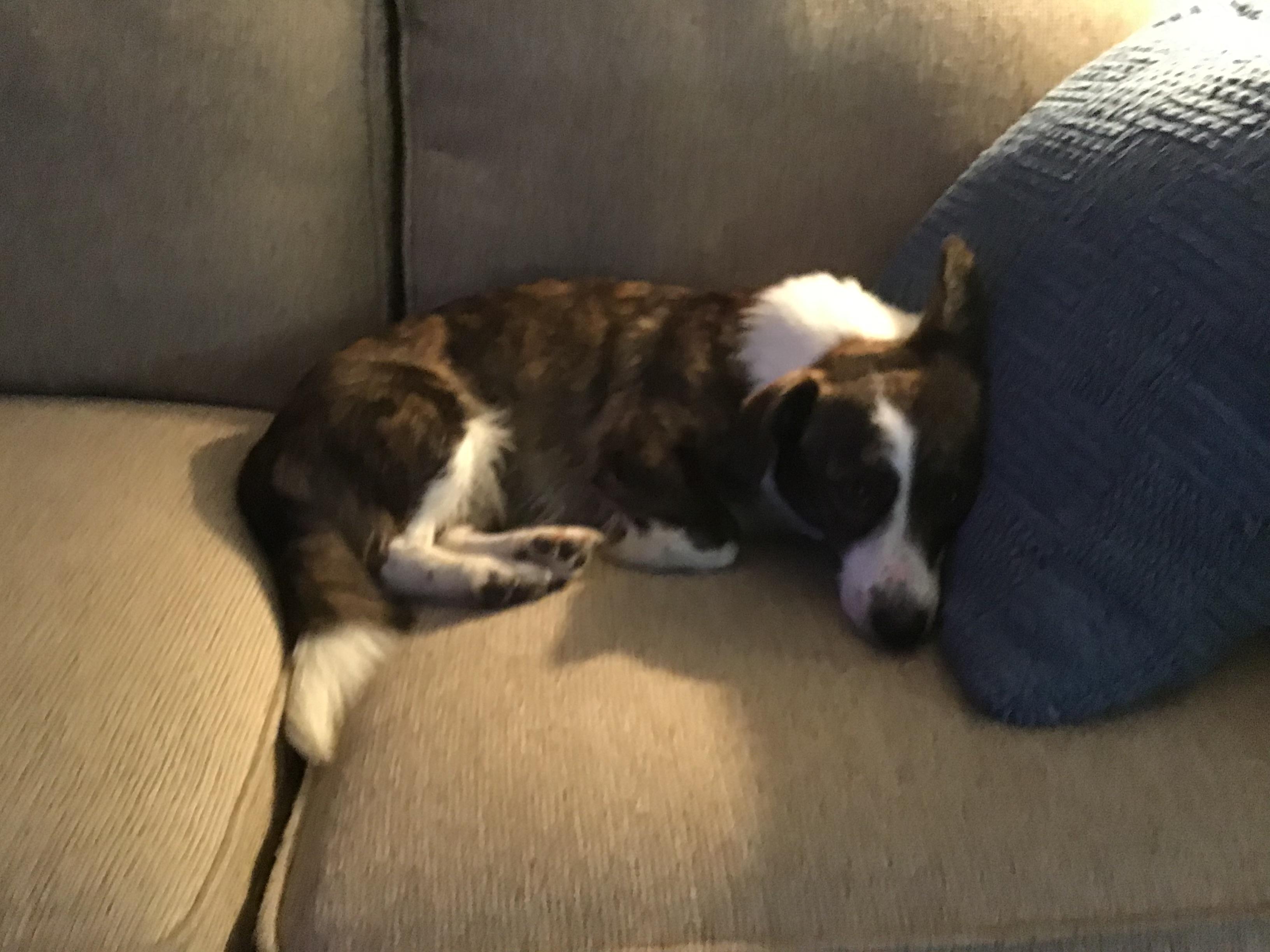 Enlarge Sadie, a Adoptable mixed breed in Covington, TN image 2/5