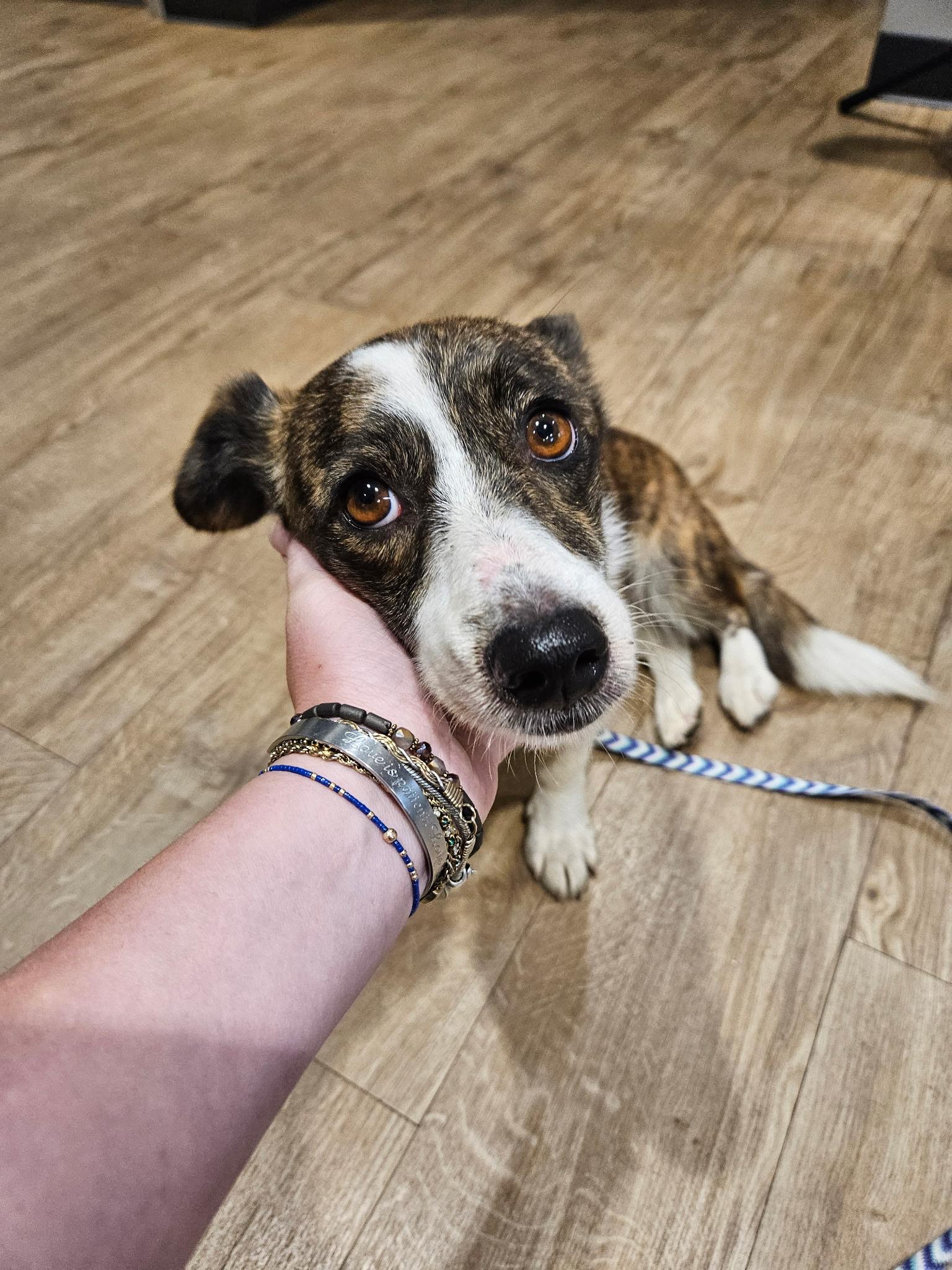 Sadie, Adoptable, Young Female Corgi & Australian Shepherd.
