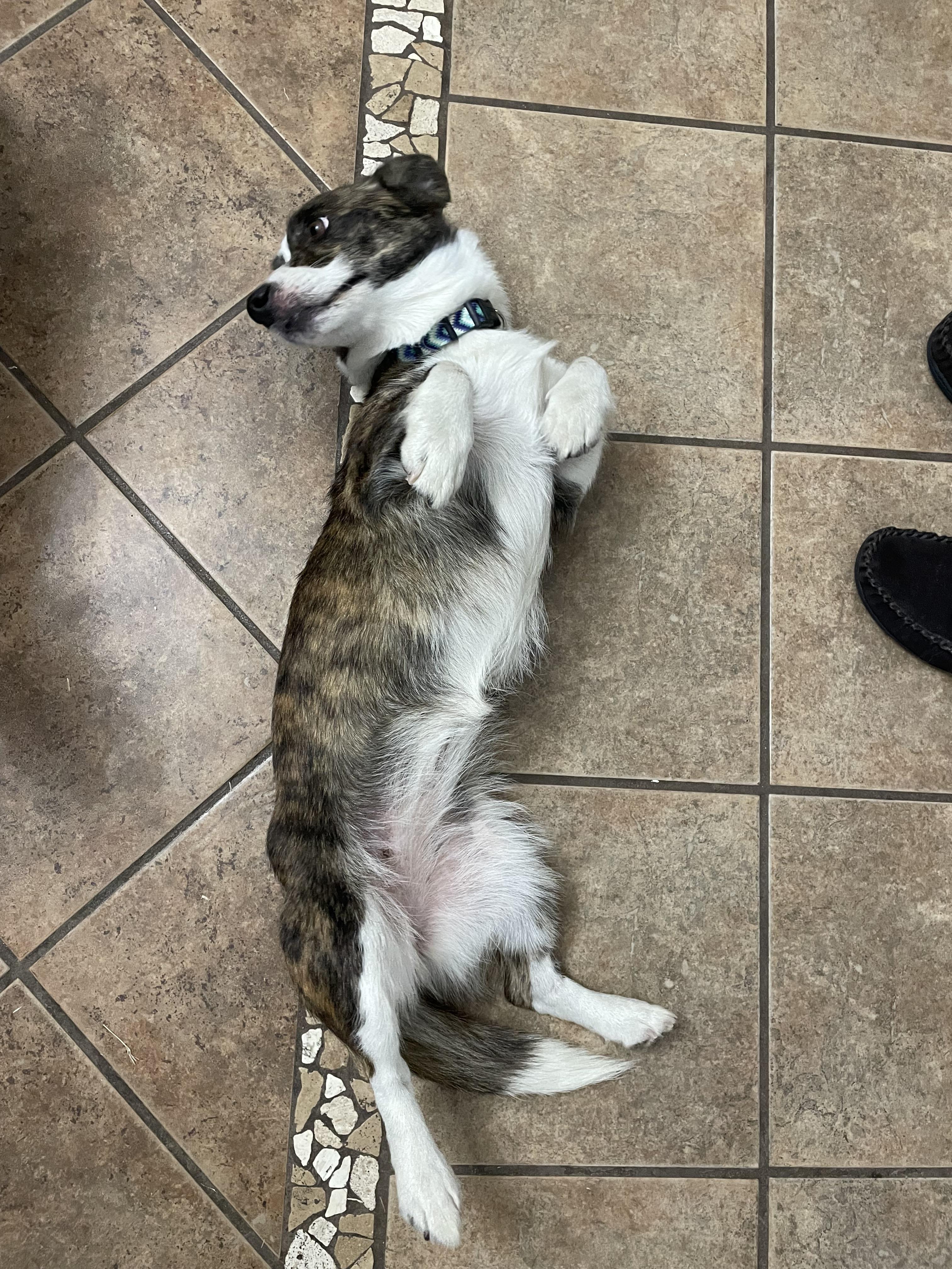 Enlarge Sadie, a Adoptable mixed breed in Covington, TN image 5/5