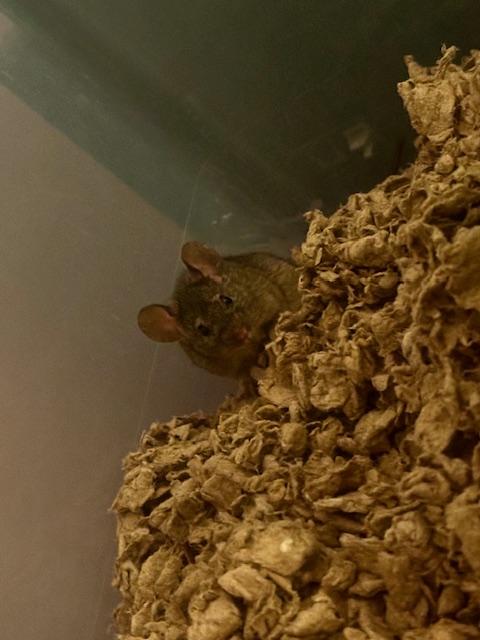 Cake, Adoptable, Adult Male Mouse.