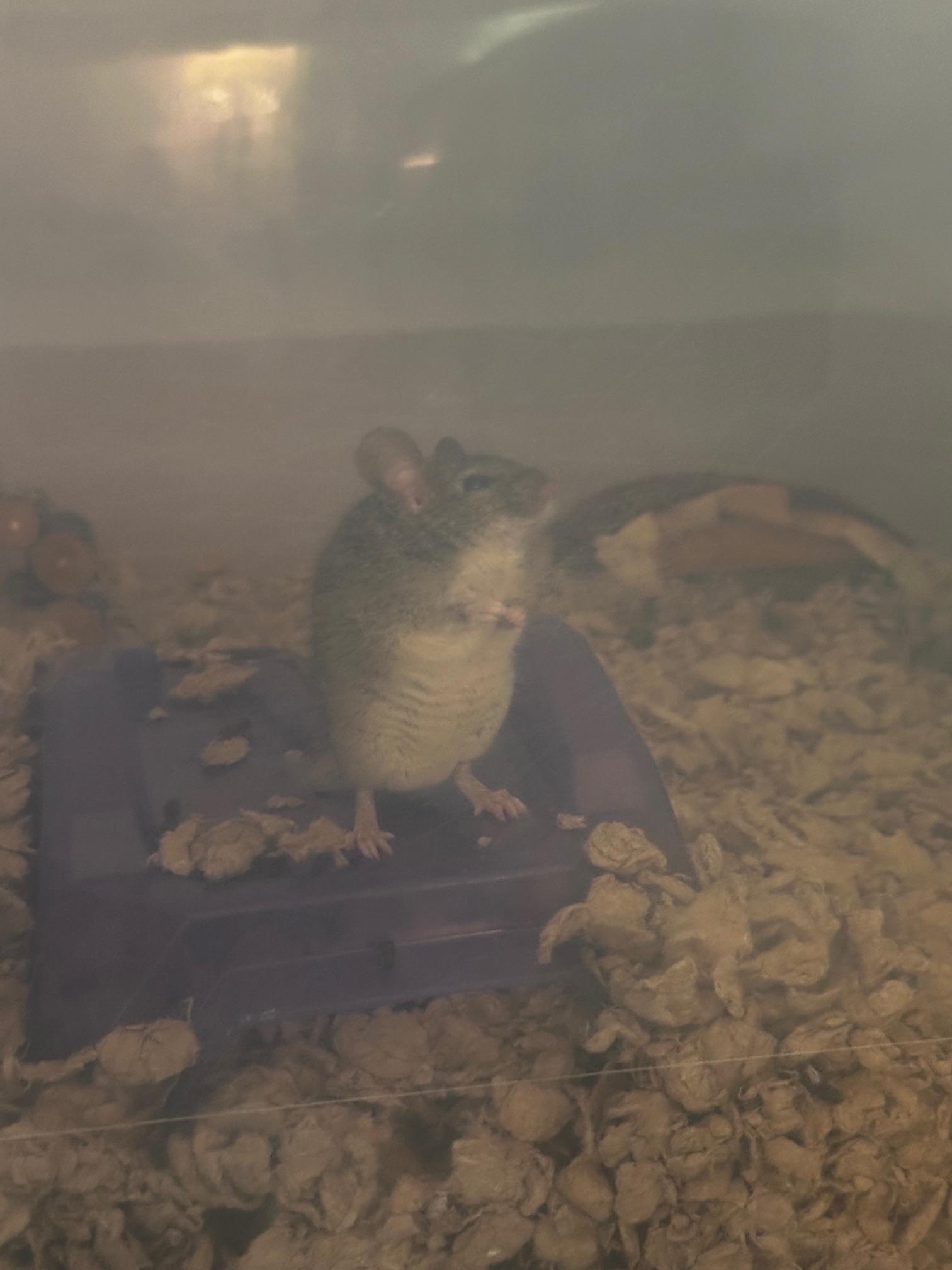 Enlarge Cake, a Adoptable Mouse in Saint Paul, MN image 1/6