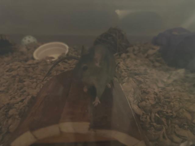 Enlarge Cake, a Adoptable Mouse in Saint Paul, MN image 4/6