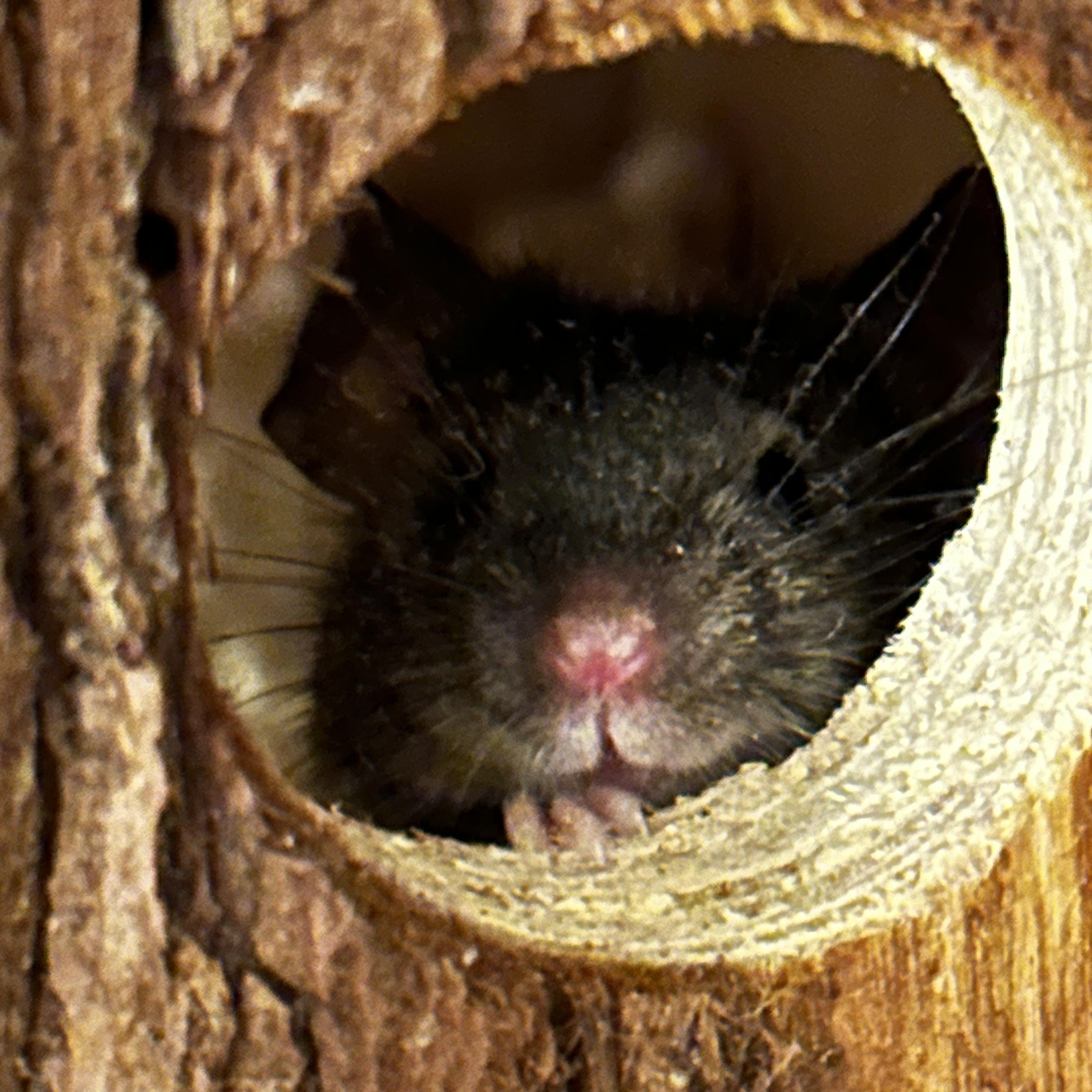 Enlarge Cake, a Adoptable Mouse in Saint Paul, MN image 3/6