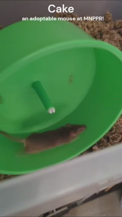 Enlarge Cake, a Adoptable Mouse in Saint Paul, MN video 5/6