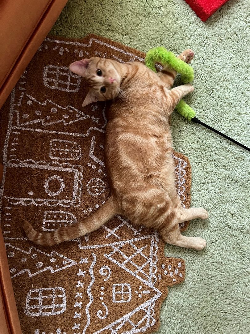 Kieran Dobbscat