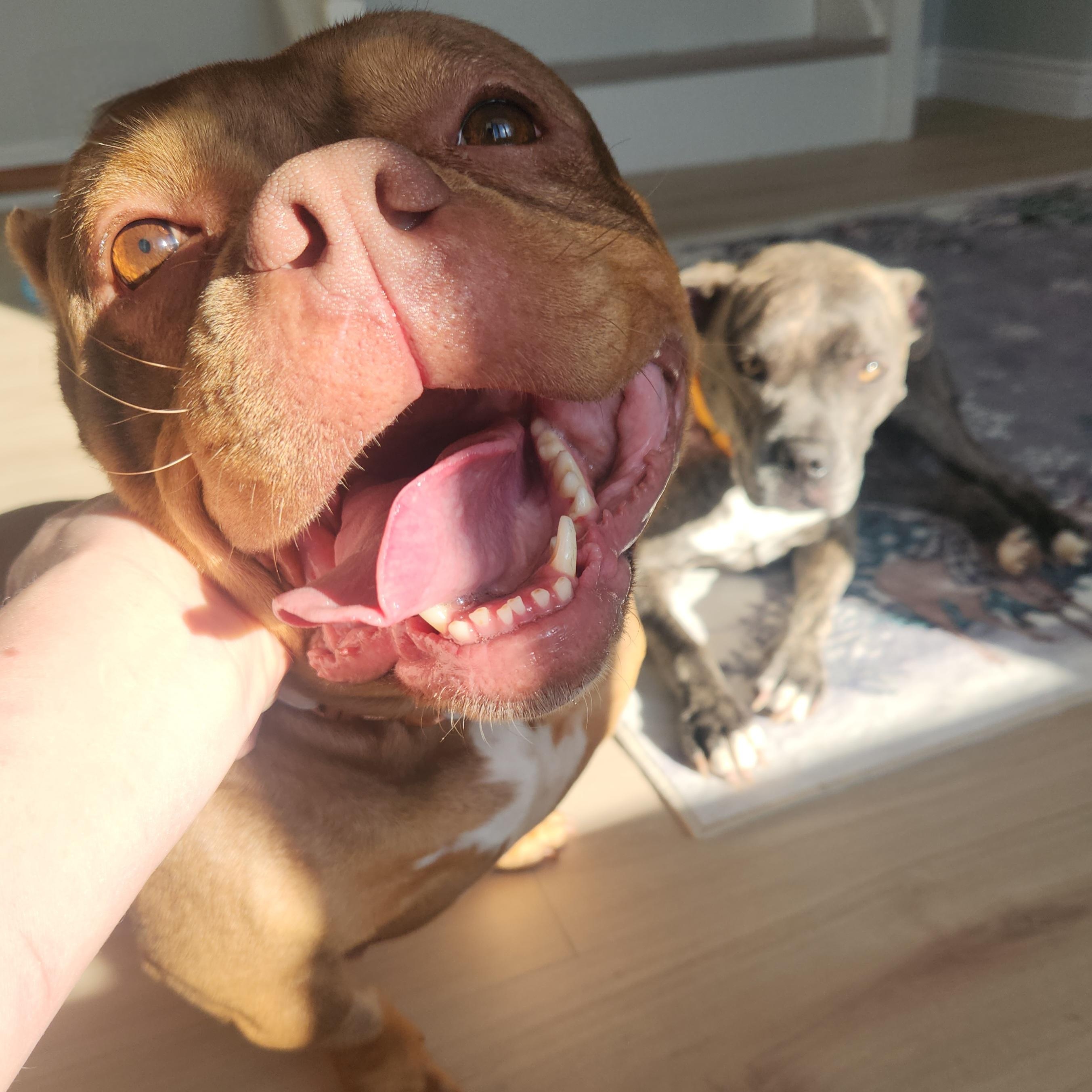 Fiona, a ADOPTABLE American Bully in Peotone, IL image 5/6