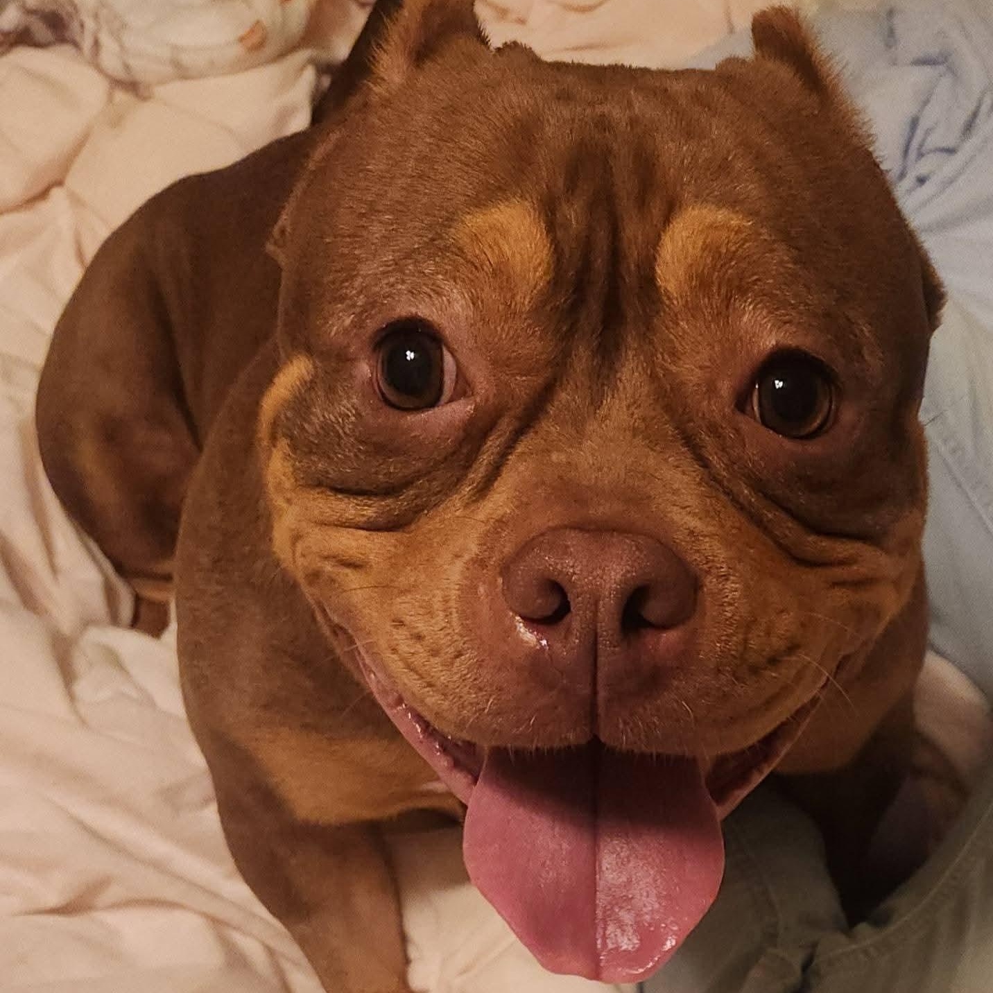 Fiona, a ADOPTABLE American Bully in Peotone, IL image 1/6