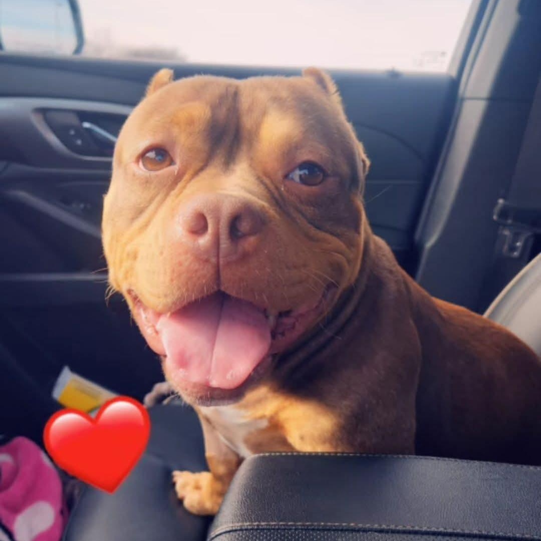 Fiona, a ADOPTABLE American Bully in Peotone, IL image 3/6