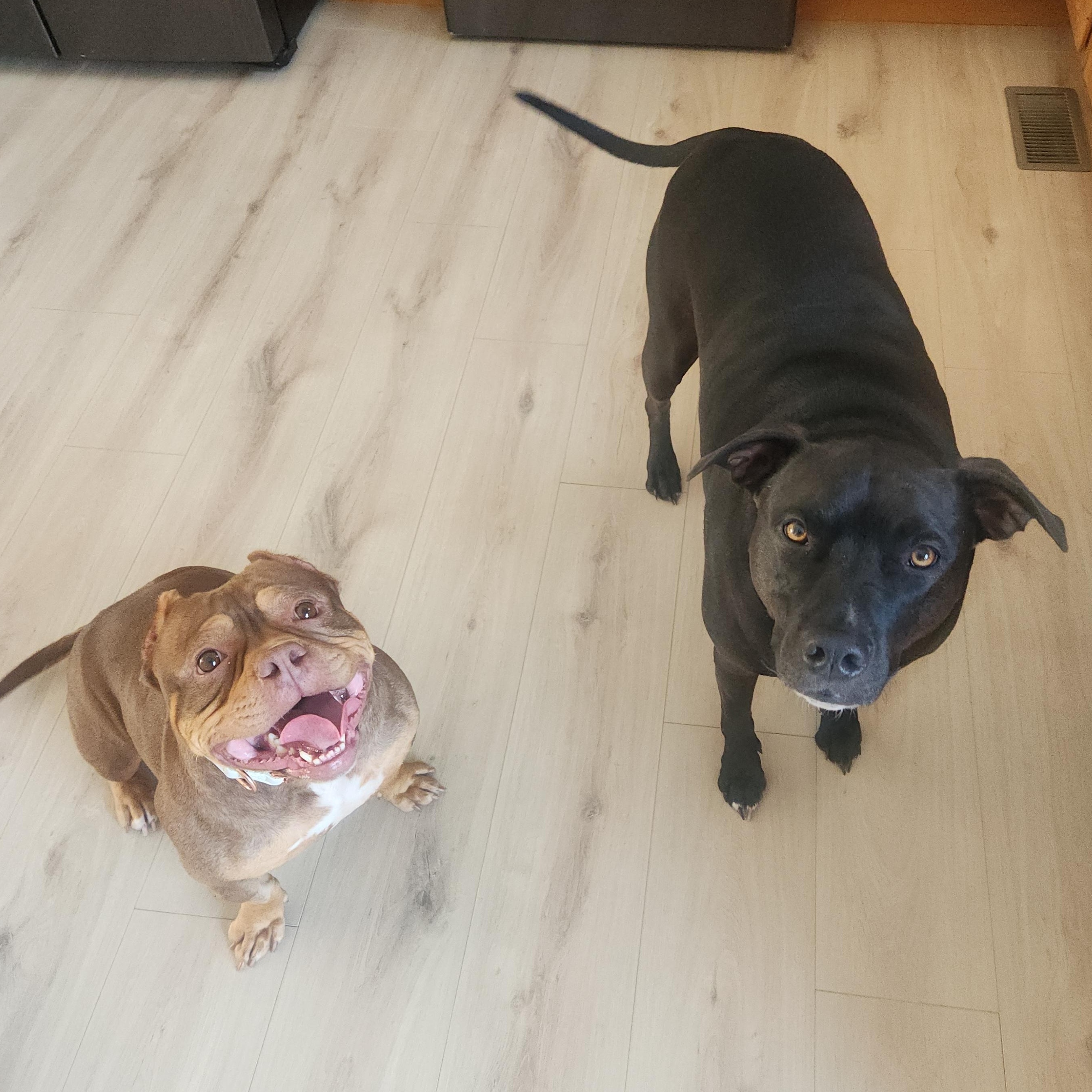 Fiona, a ADOPTABLE American Bully in Peotone, IL image 2/6