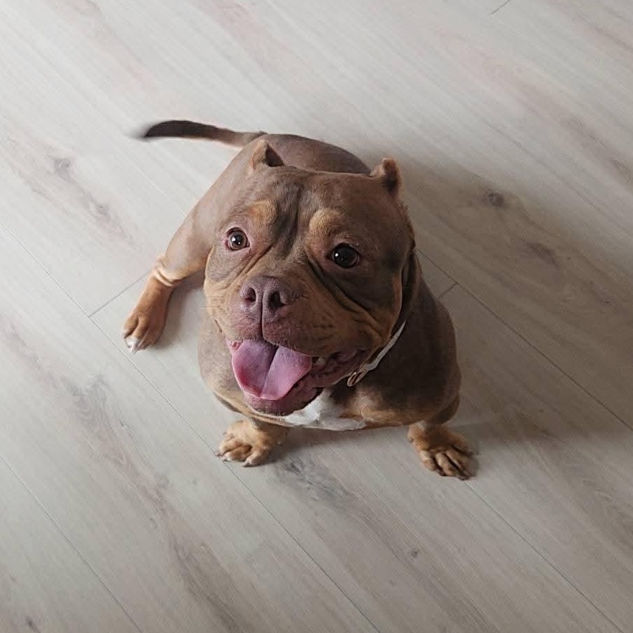 Fiona, a ADOPTABLE American Bully in Peotone, IL image 6/6