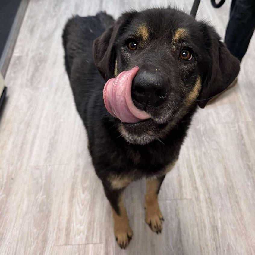 Enlarge Mallory, a Adoptable Mixed Breed in Monticello, MN image 6/6