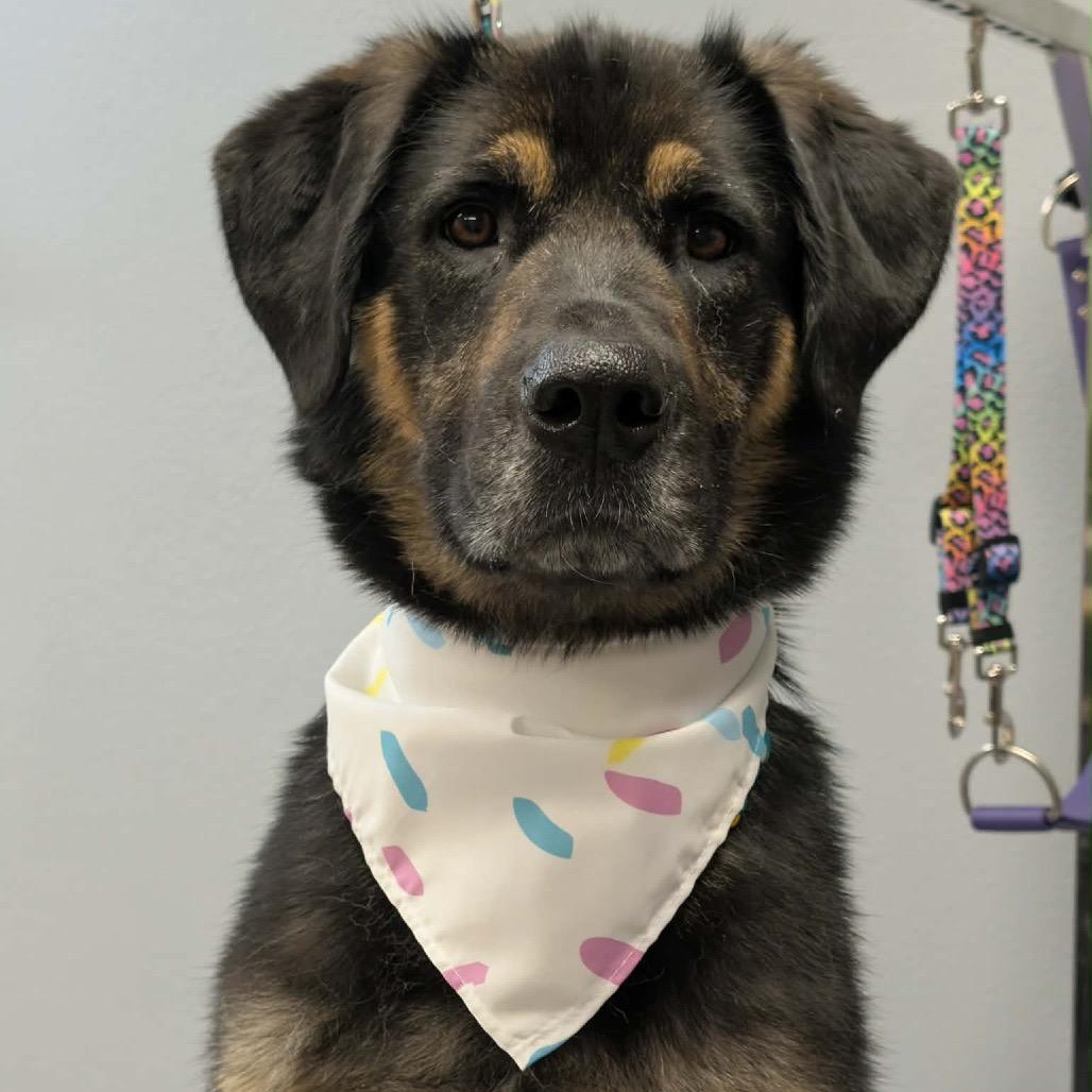 Mallory, Adoptable, Adult Female Mixed Breed & None.