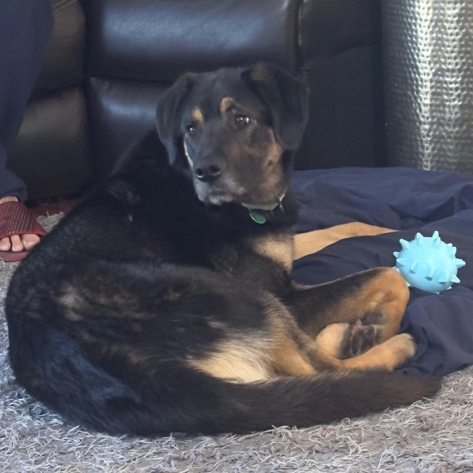 Enlarge Mallory, a Adoptable Mixed Breed in Monticello, MN image 3/6