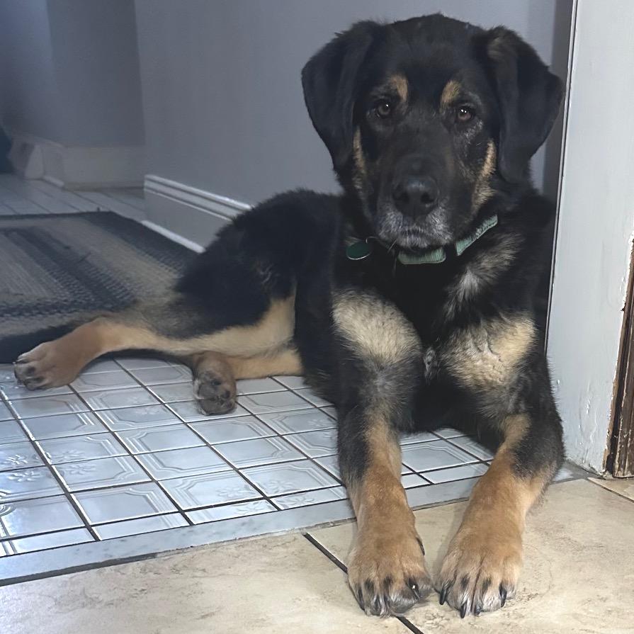 Enlarge Mallory, a Adoptable Mixed Breed in Monticello, MN image 4/6