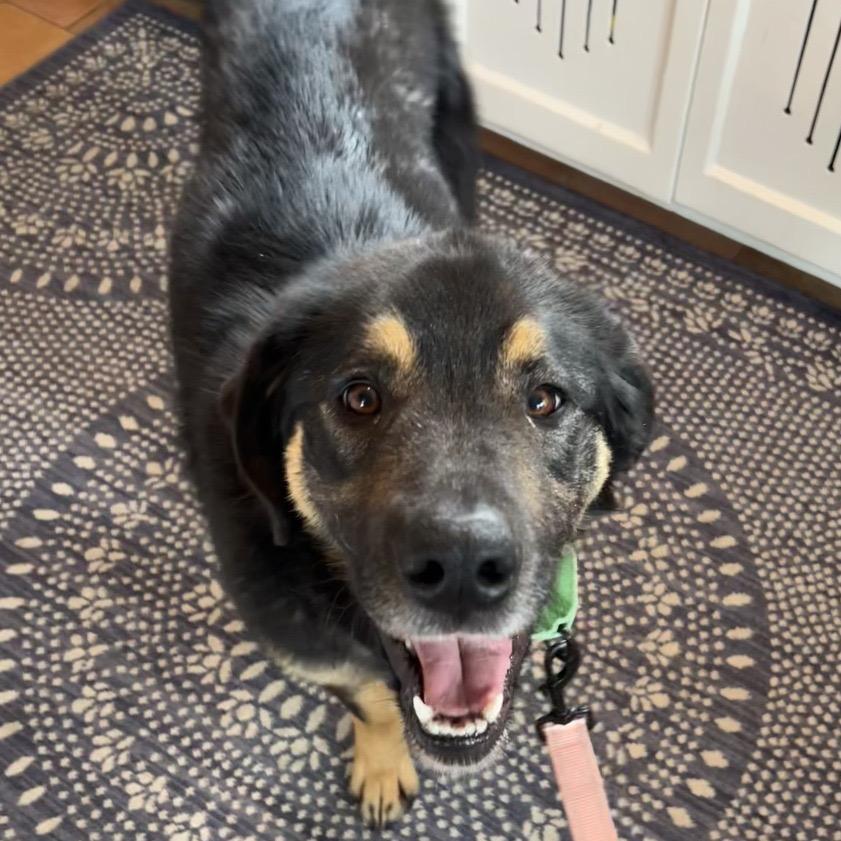Enlarge Mallory, a Adoptable Mixed Breed in Monticello, MN image 5/6