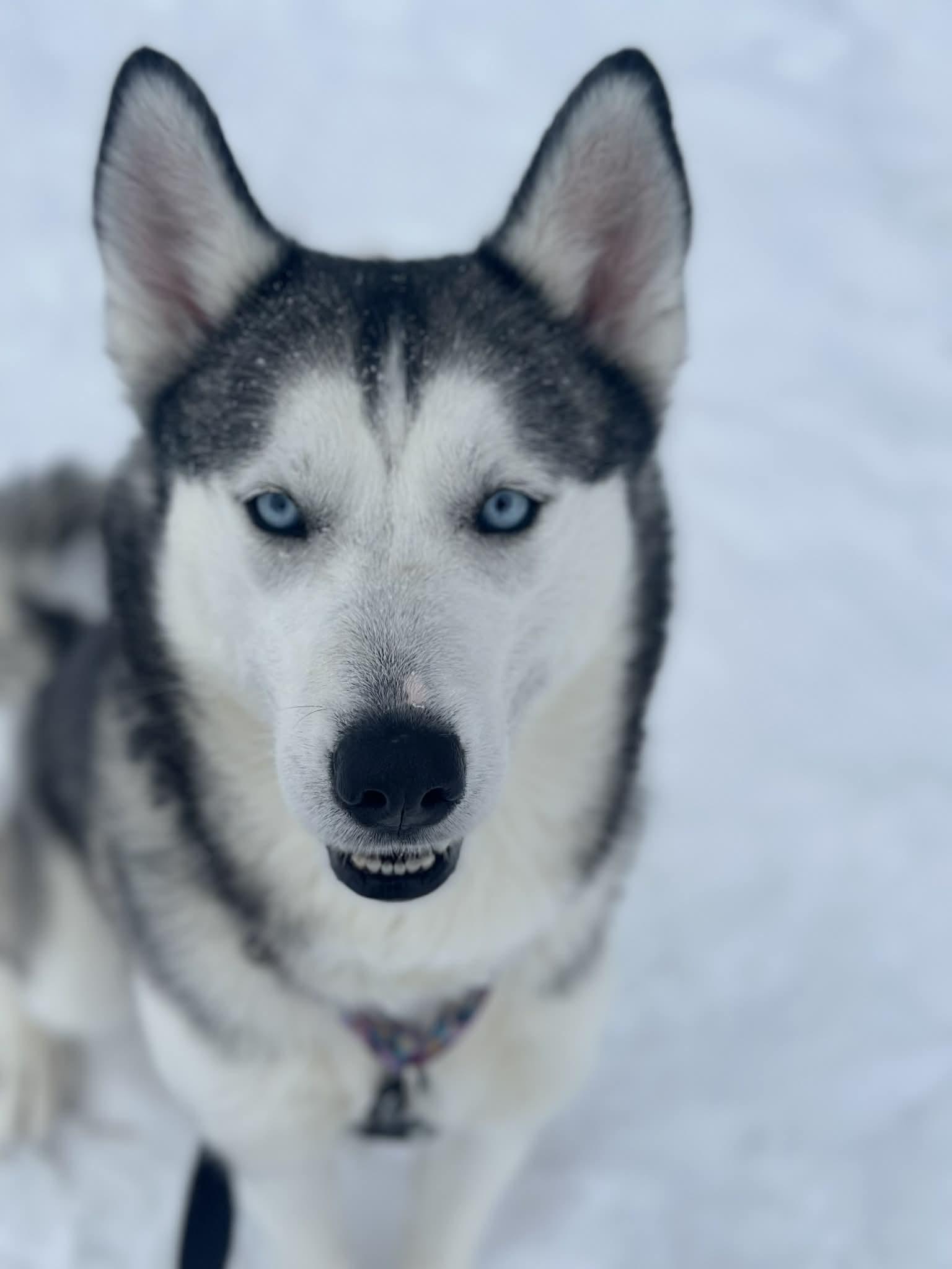 Enlarge Khaleesi, an adoptable Husky in Lake Odessa, MI image 1/5