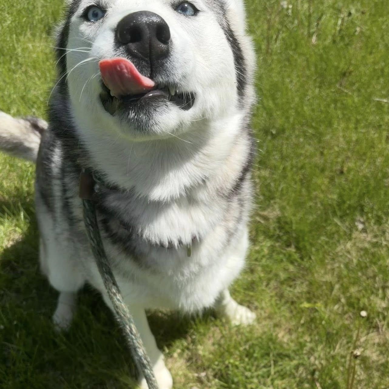 Enlarge Khaleesi, an adoptable Husky in Lake Odessa, MI image 6/6