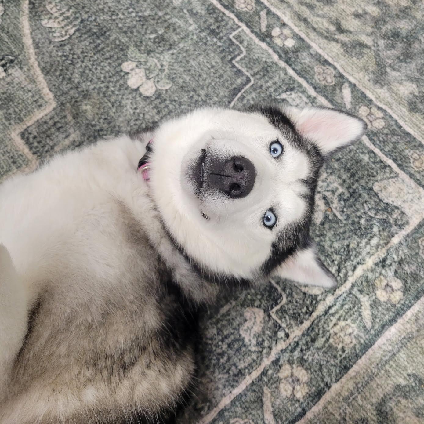 Enlarge Khaleesi, an adoptable Husky in Lake Odessa, MI image 3/5