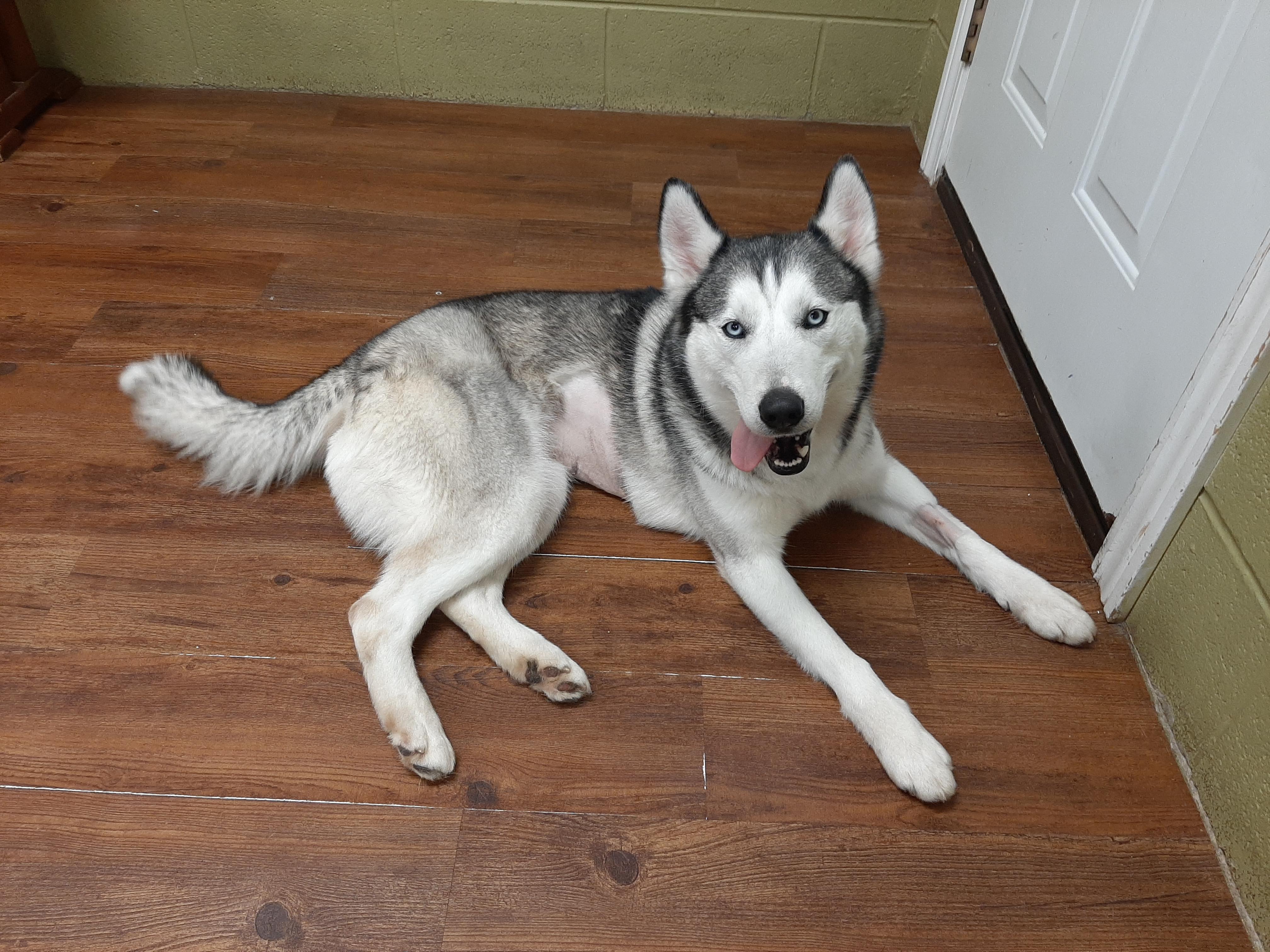 Enlarge Khaleesi, an adoptable Husky in Lake Odessa, MI image 2/5