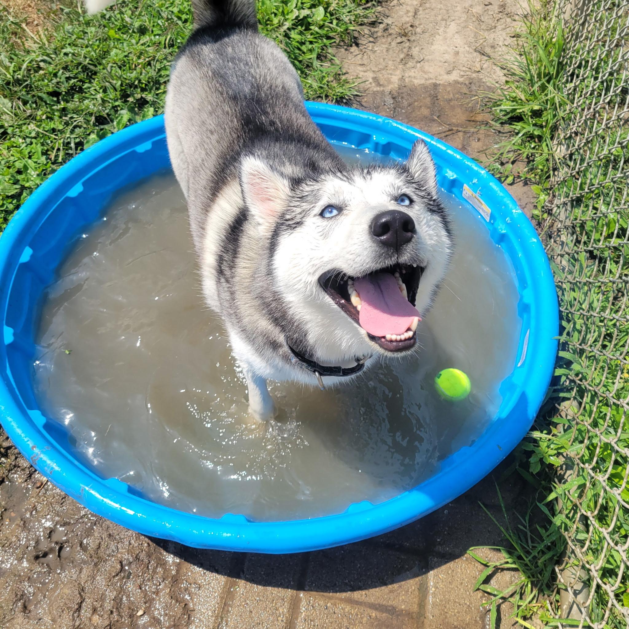 Khaleesi, adoptable, Adult Female Husky.
