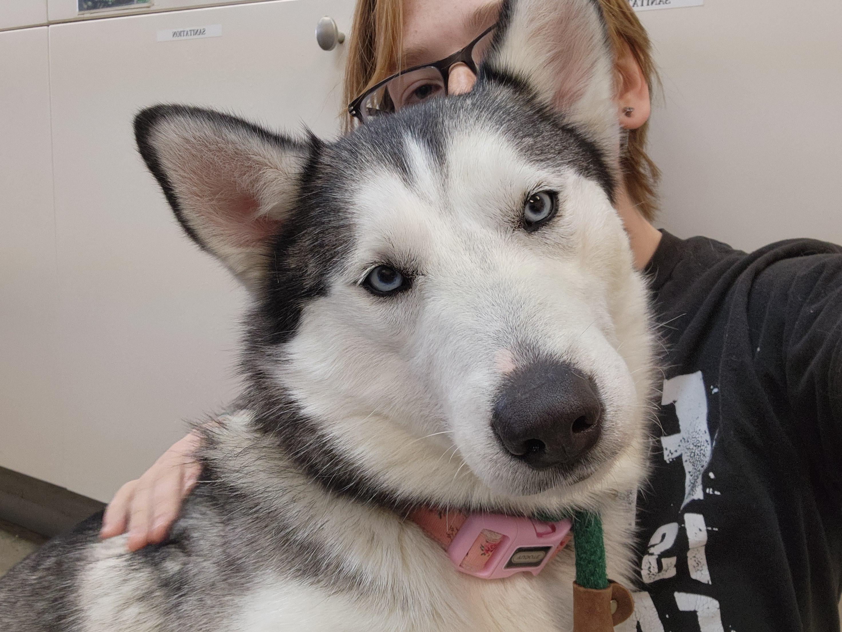 Enlarge Khaleesi, an adoptable Husky in Lake Odessa, MI image 4/5