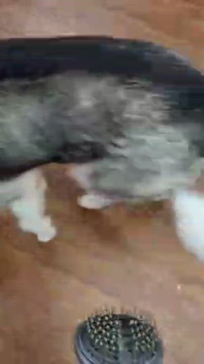 Enlarge Khaleesi, an adoptable Husky in Lake Odessa, MI video 5/5