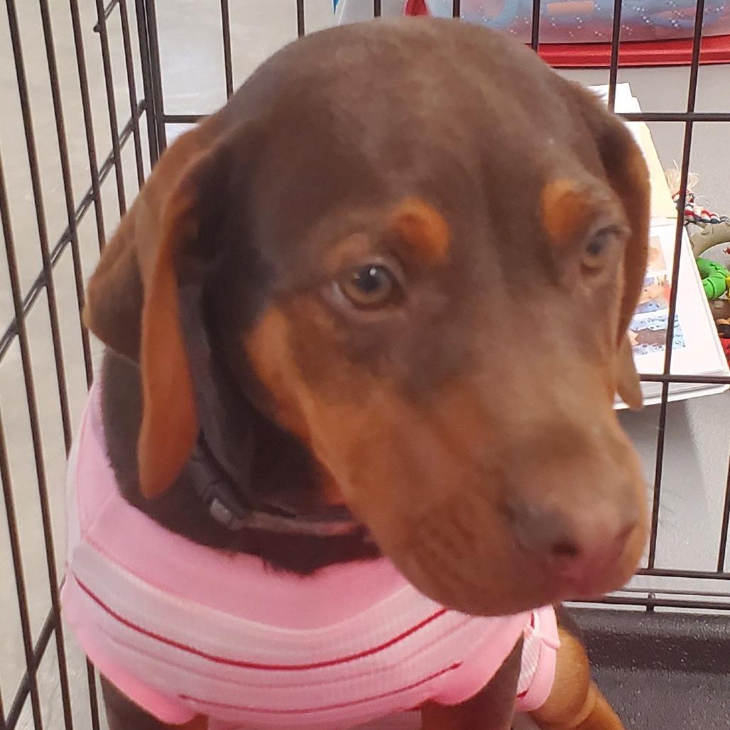 Enlarge Ms Smith (Firearms Litter), a Adoptable mixed breed in Lenoir, NC image 1/2