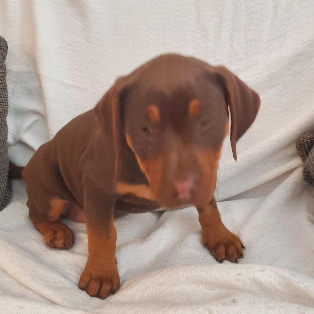 Enlarge Ms Smith (Richmond Litter), a Adoptable mixed breed in Lenoir, NC image 1/1