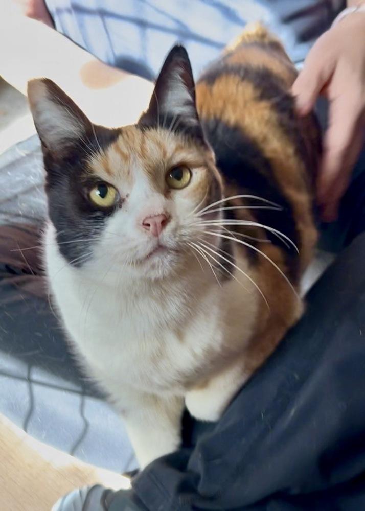 Bambi, Adoptable, Adult Female Domestic Short Hair.