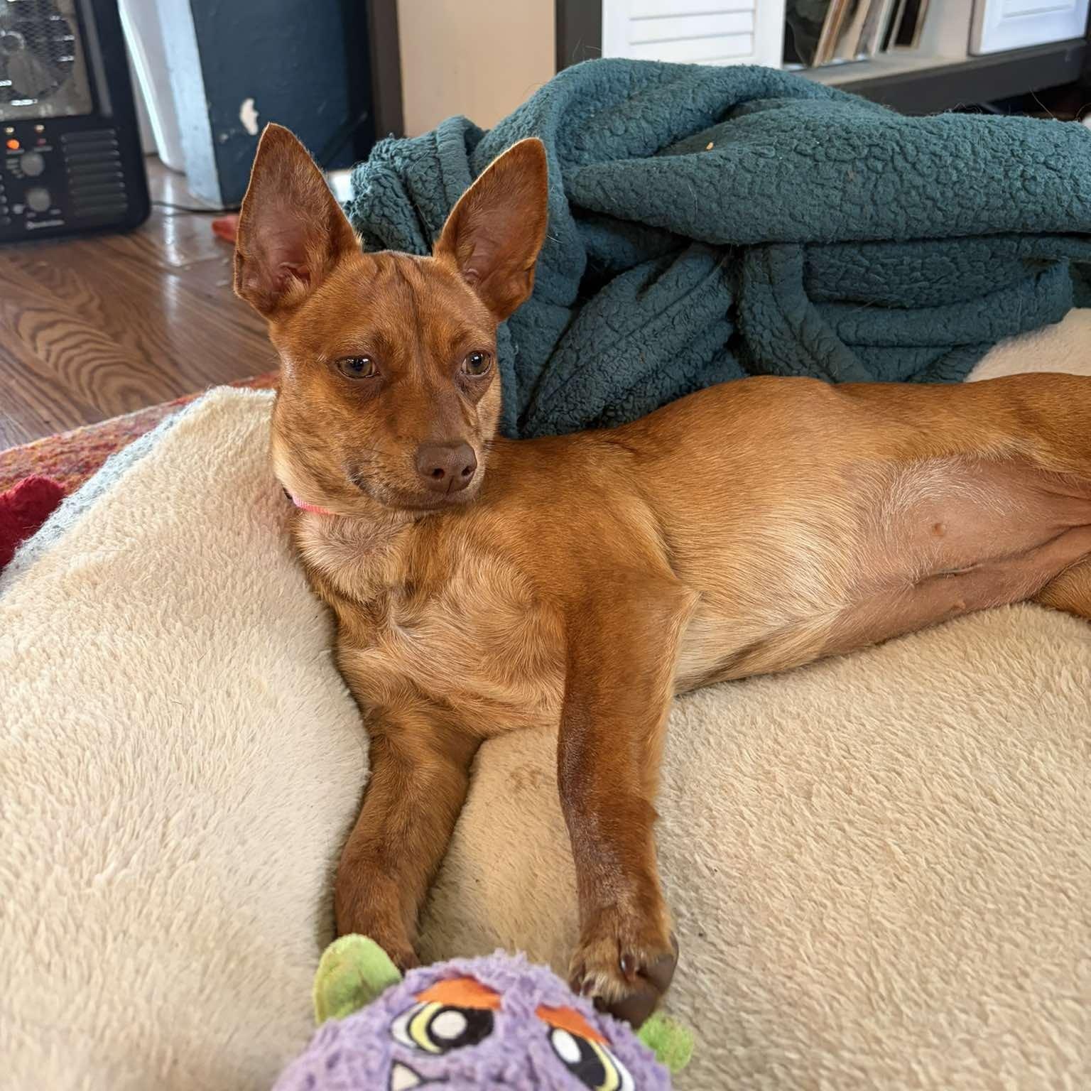 Enlarge Bubbles, a ADOPTABLE mixed breed in Eugene, OR image 2/3