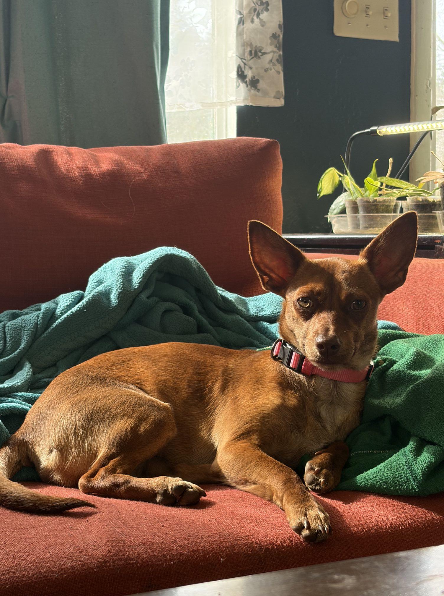 Bubbles, ADOPTABLE, Young Female Chihuahua.