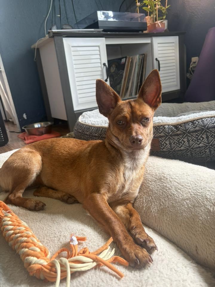 Enlarge Bubbles, a ADOPTABLE mixed breed in Eugene, OR image 3/3