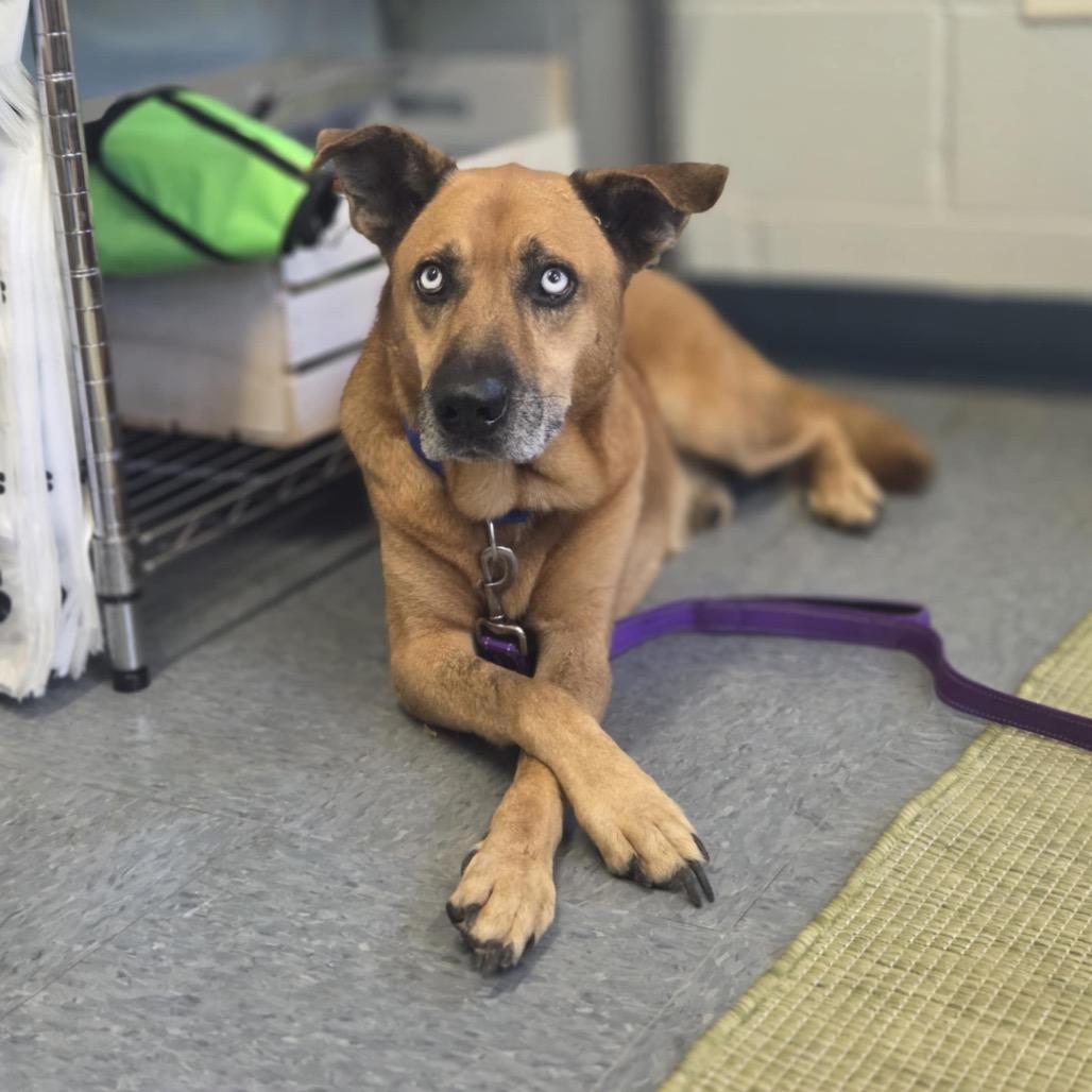 Diamond, a Adoptable Husky in Ann Arbor, MI image 3/6