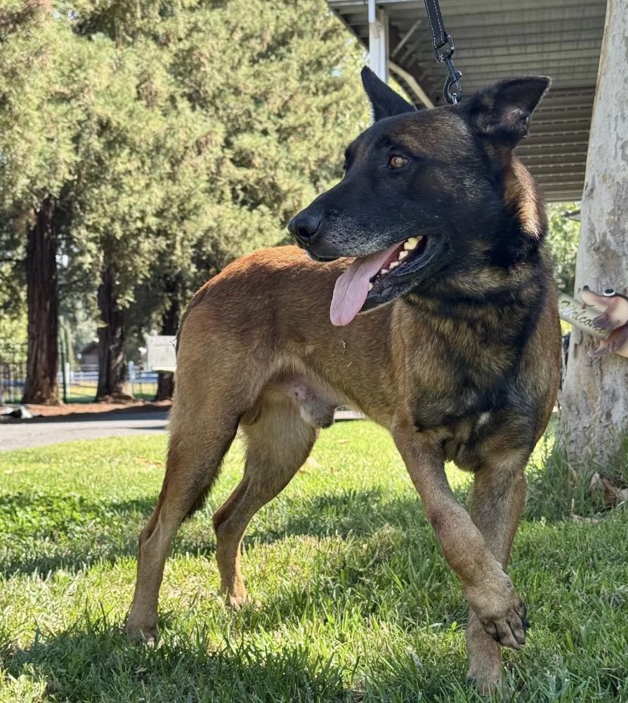 Enlarge Brad Pitt, a Adoptable Belgian Shepherd / Malinois in Davis, CA image 2/3