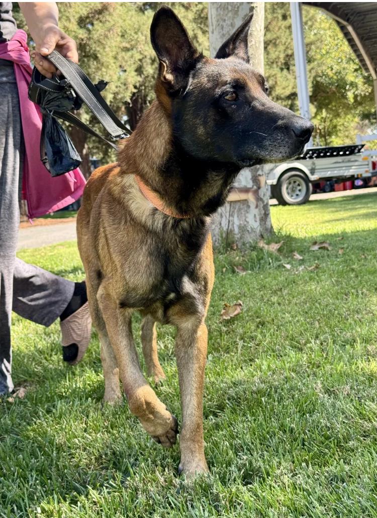 Brad Pitt, Adoptable, Young Male Belgian Shepherd / Malinois.