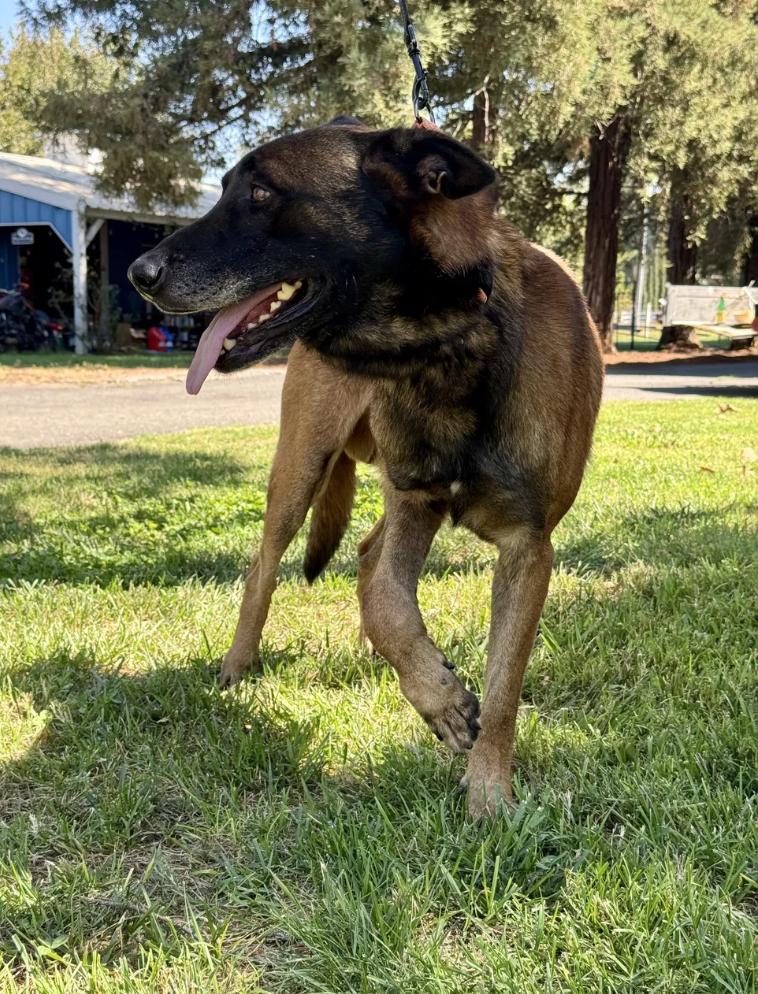 Enlarge Brad Pitt, a Adoptable Belgian Shepherd / Malinois in Davis, CA image 3/3