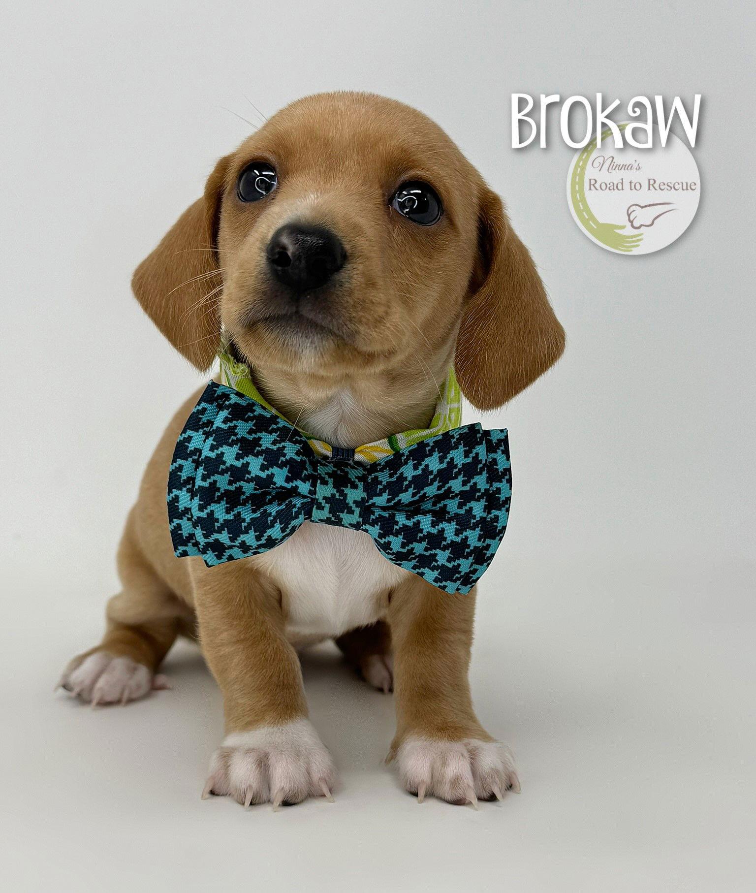 Brokaw, Adopted, Puppy Male Dachshund & Chihuahua.
